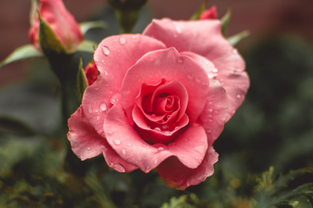 6 Rose Water Skin and Spirit Benefits
