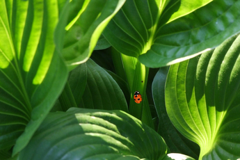 It All Started With A Ladybug: Summer Gratitude